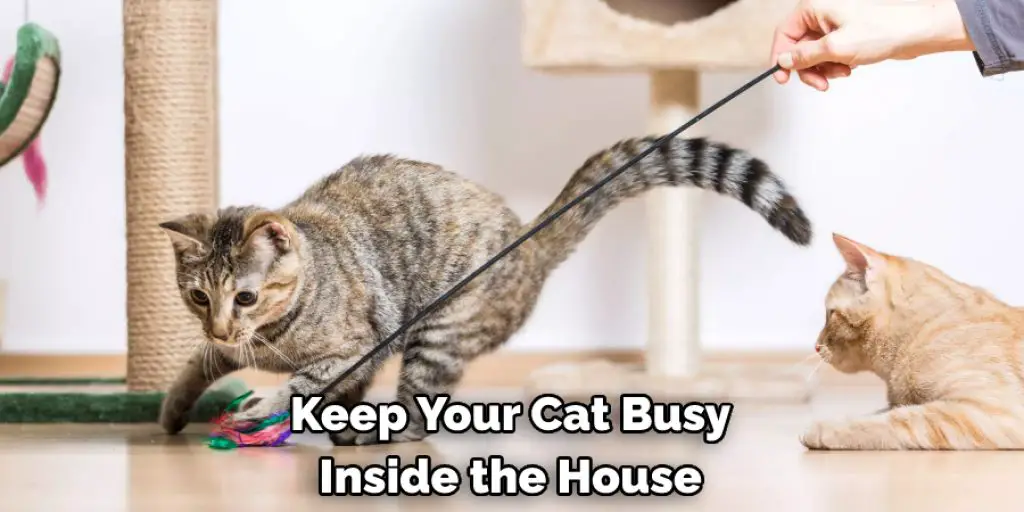  Keep Your Cat Busy  Inside the House