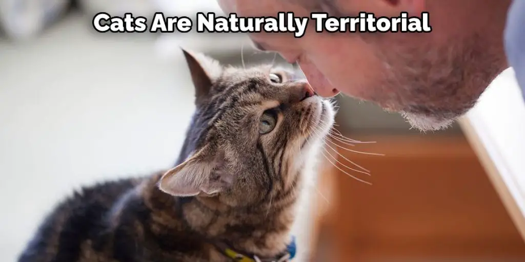 Cats Are Naturally Territorial
