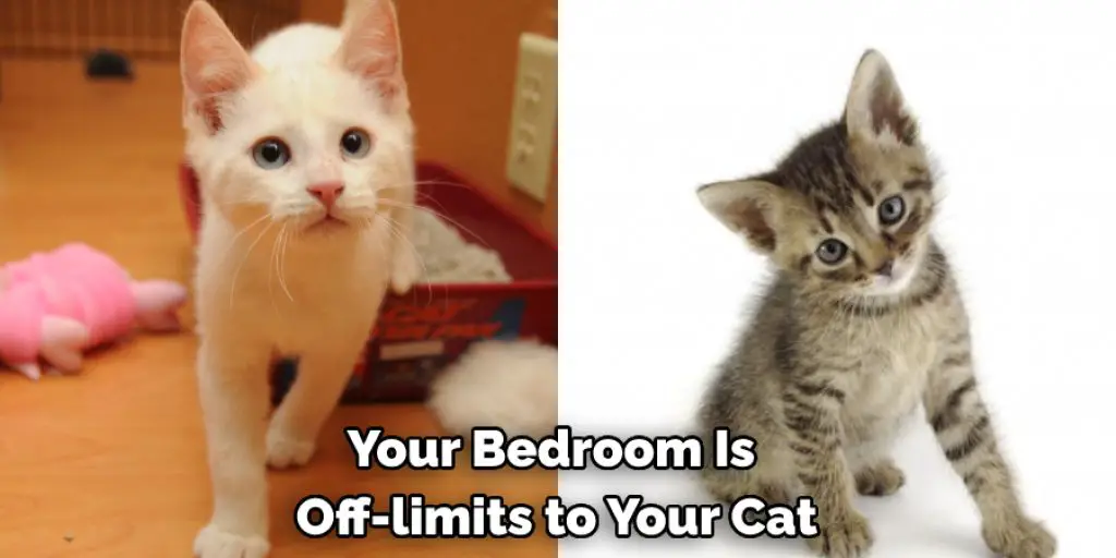 Your Bedroom Is  Off-limits to Your Cat