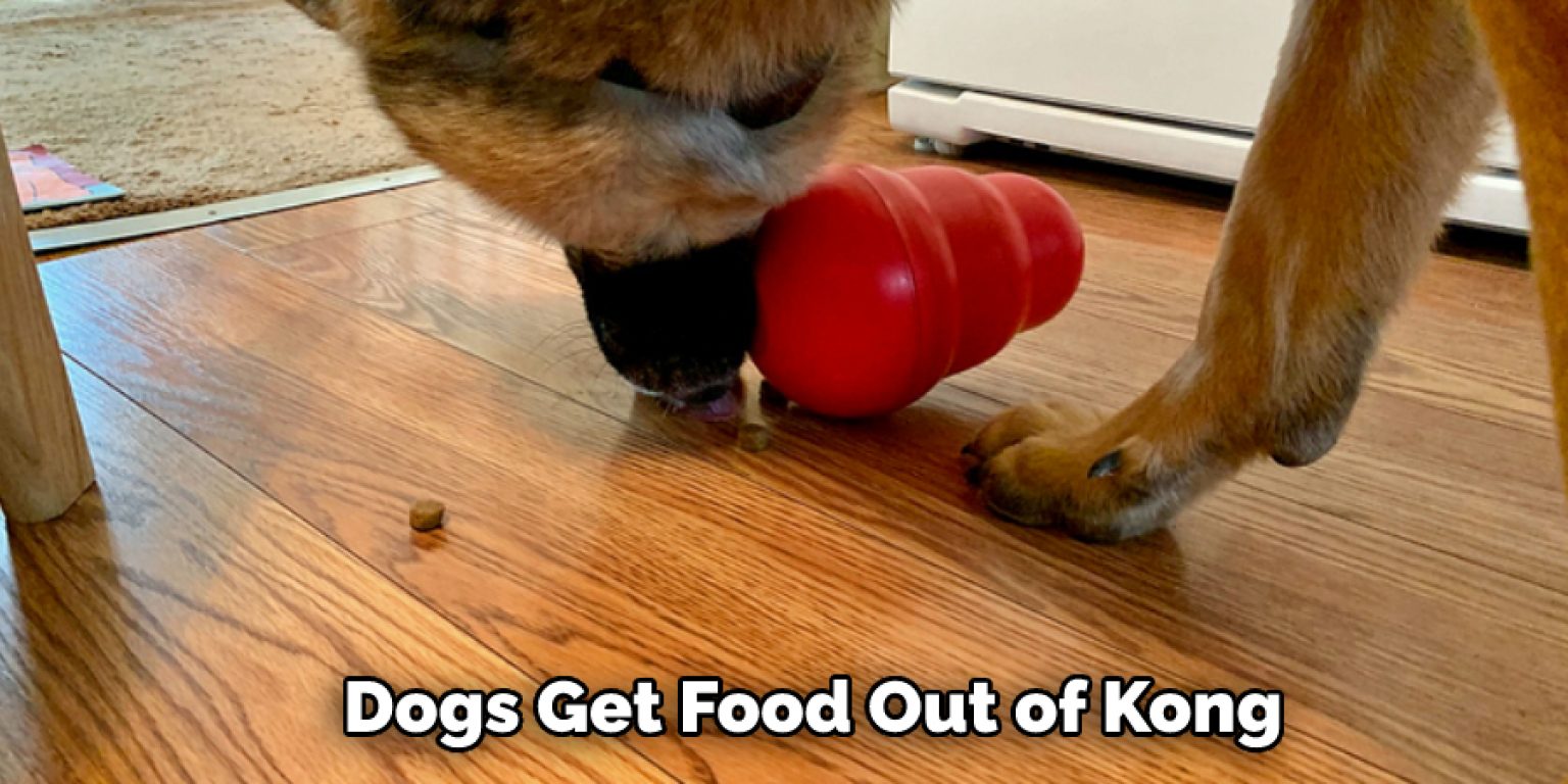 How Do Dogs Get Food out Of Kong Explained in 14 Steps