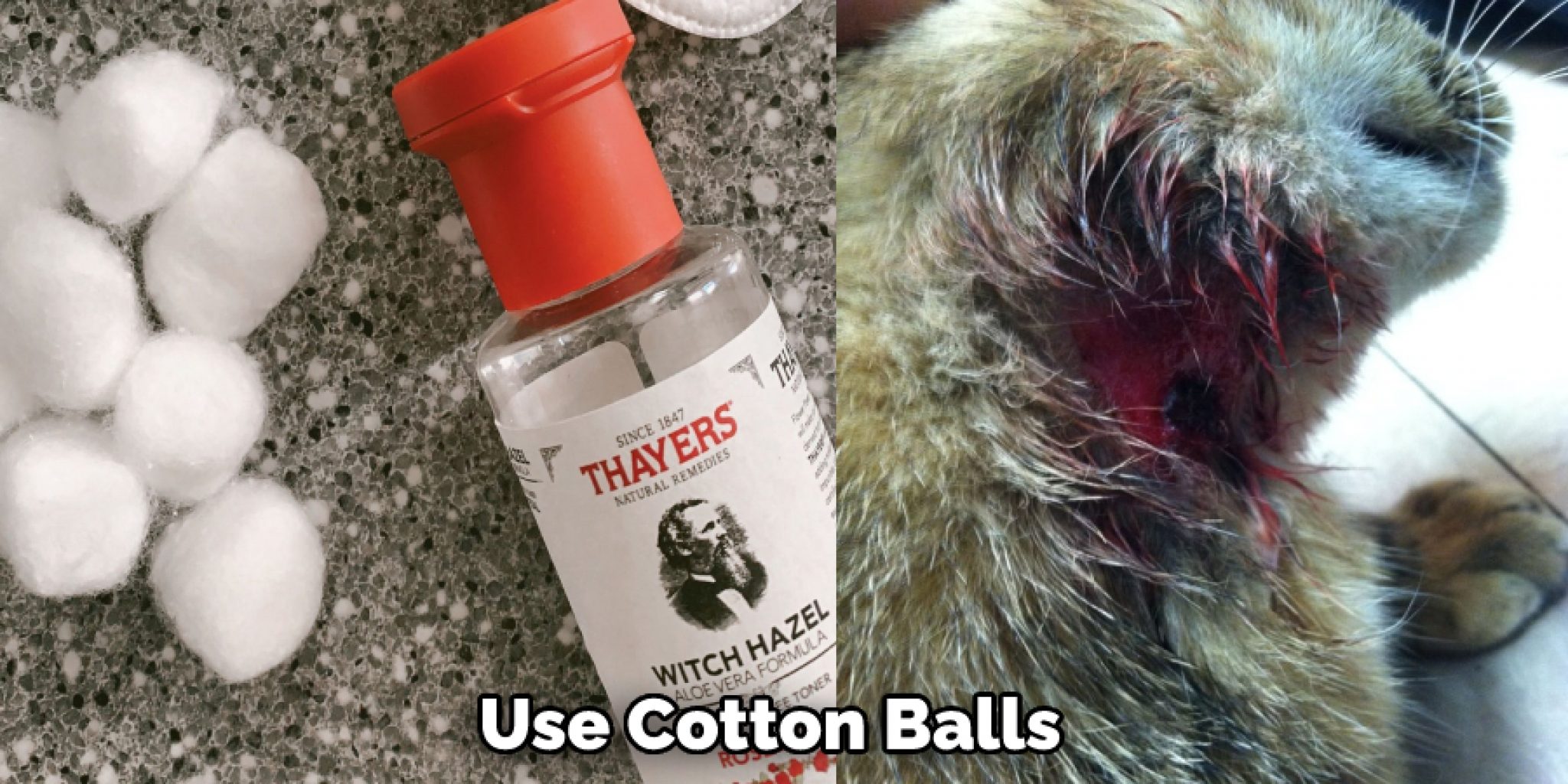 How to Wrap a Cat Neck Wound Explained in 07 Steps