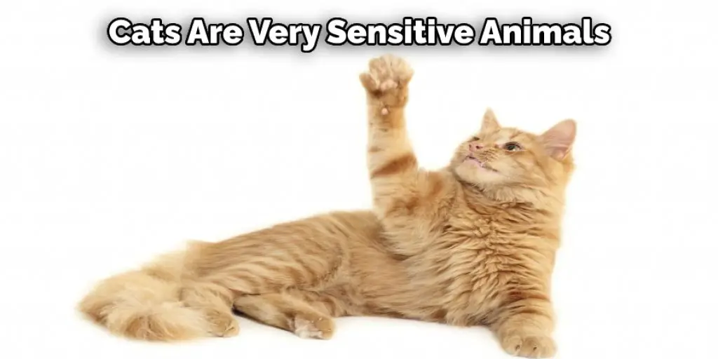 Cats Are Very Sensitive Animals 