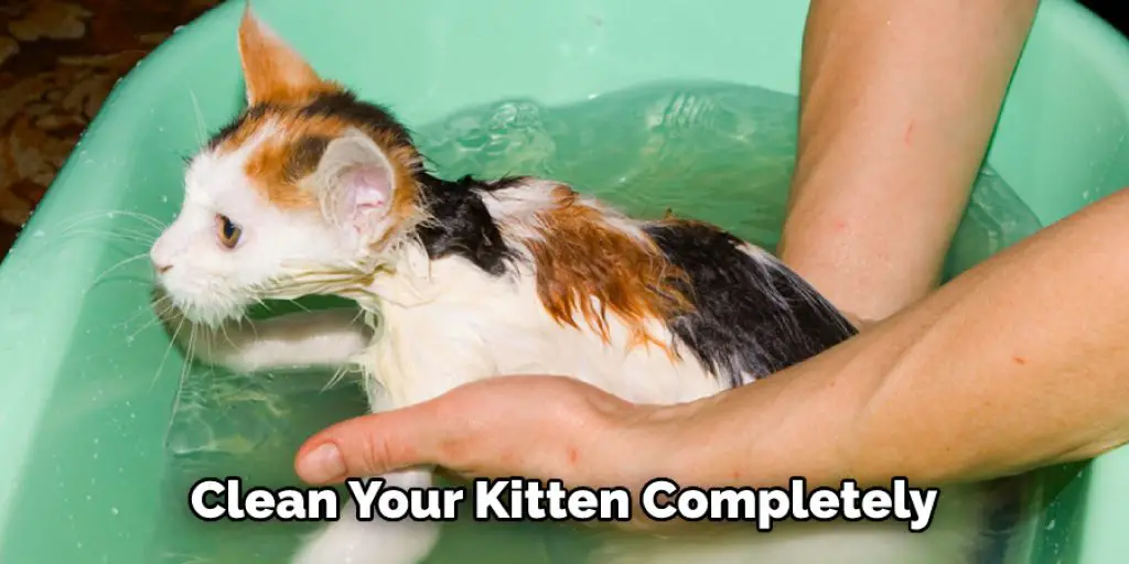  Clean Your Kitten Completely