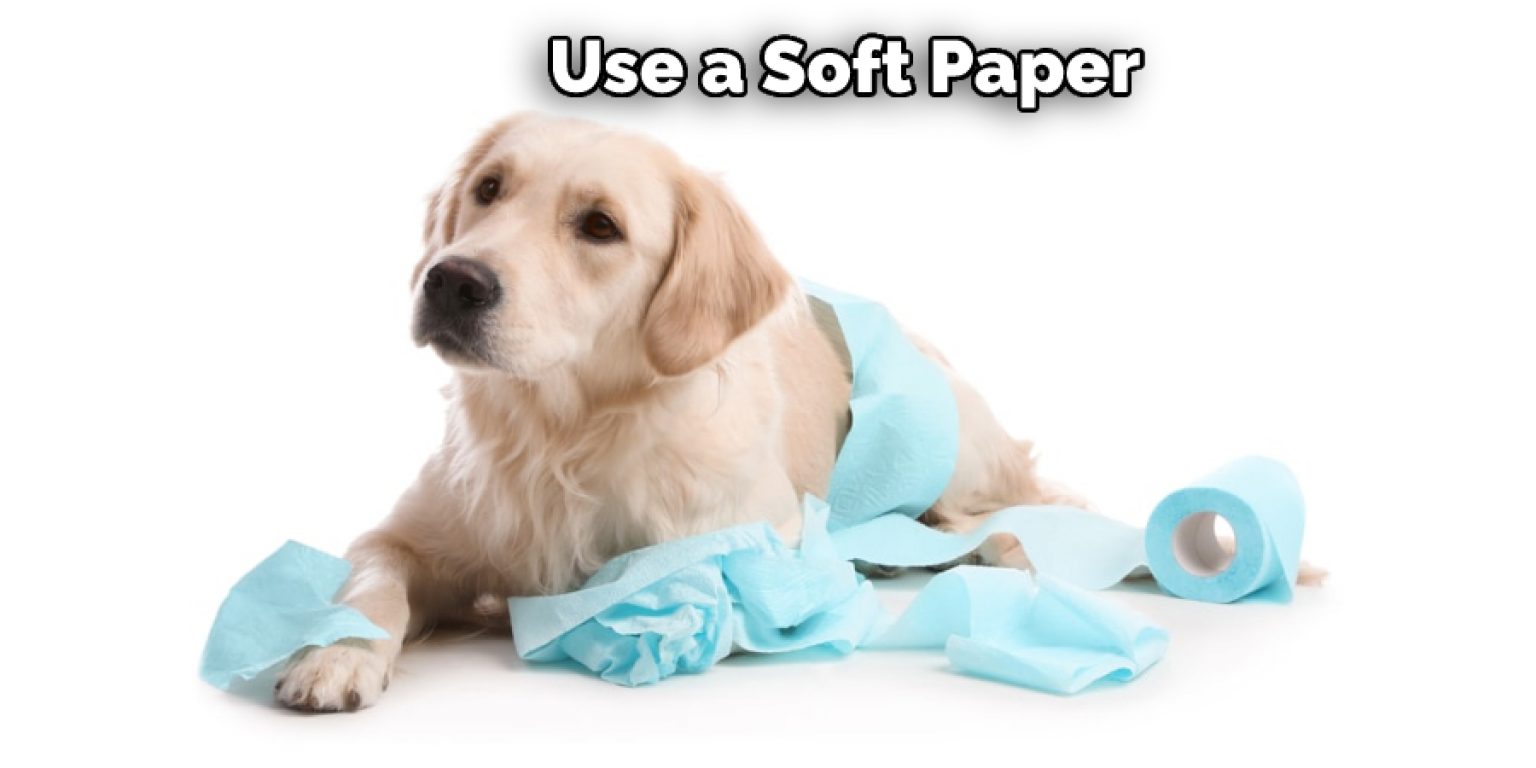 How to Stop Dogs Pooping at Night Described in 07 Steps