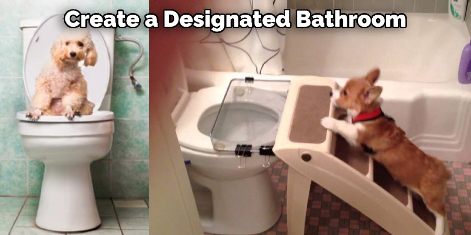 How to Stop Dogs Pooping at Night Described in 07 Steps