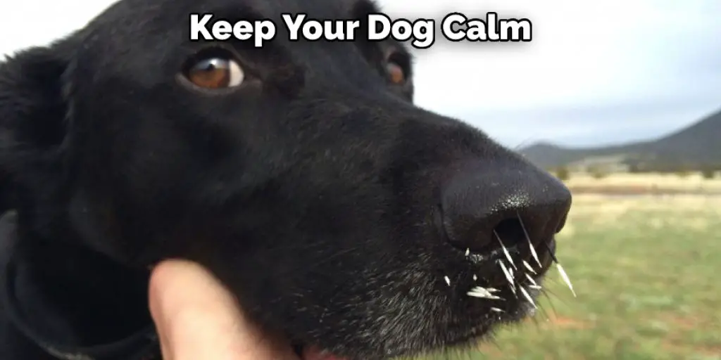   Keep Your Dog Calm
