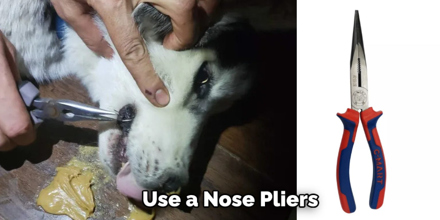 How to Sedate a Dog to Remove Porcupine Quills in 10 Steps