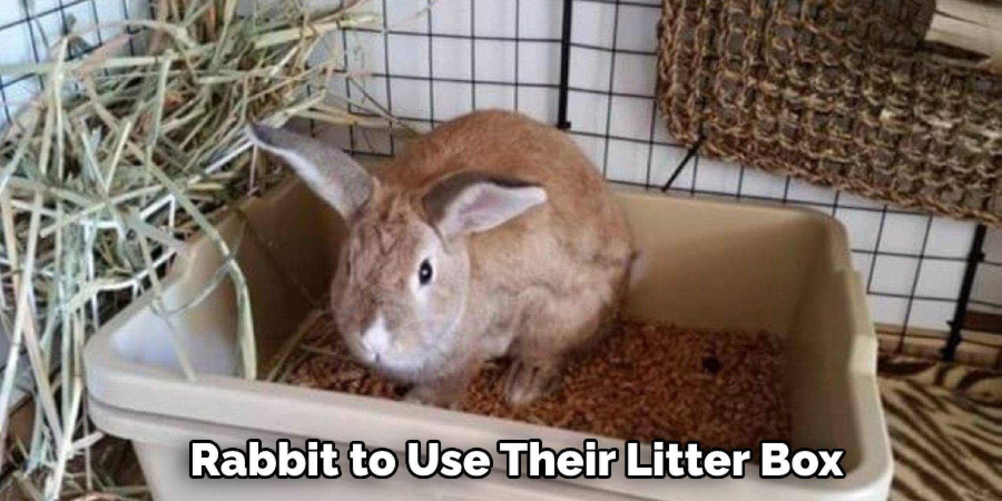 How Do I Stop My Rabbit from Peeing on My Bed in 13 Steps