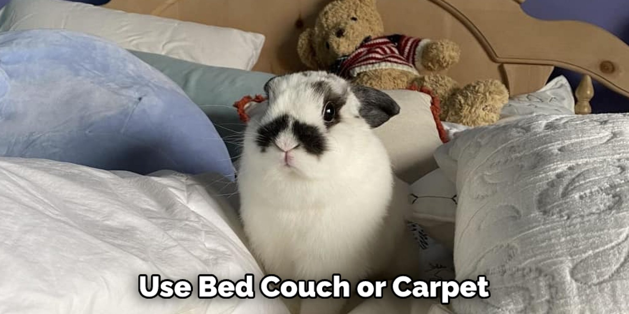 How Do I Stop My Rabbit from Peeing on My Bed in 13 Steps
