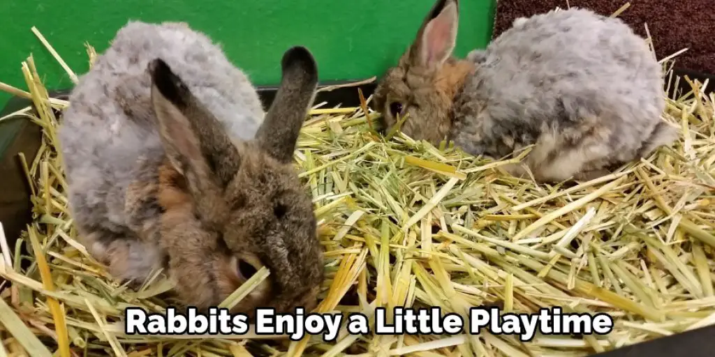 Rabbits Enjoy a Little Playtime