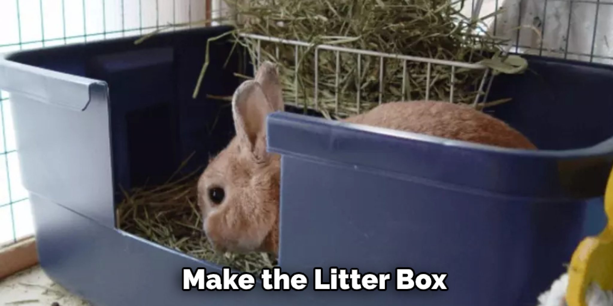 How to Stop Rabbit From Digging in Litter Box Explained in 09 Steps