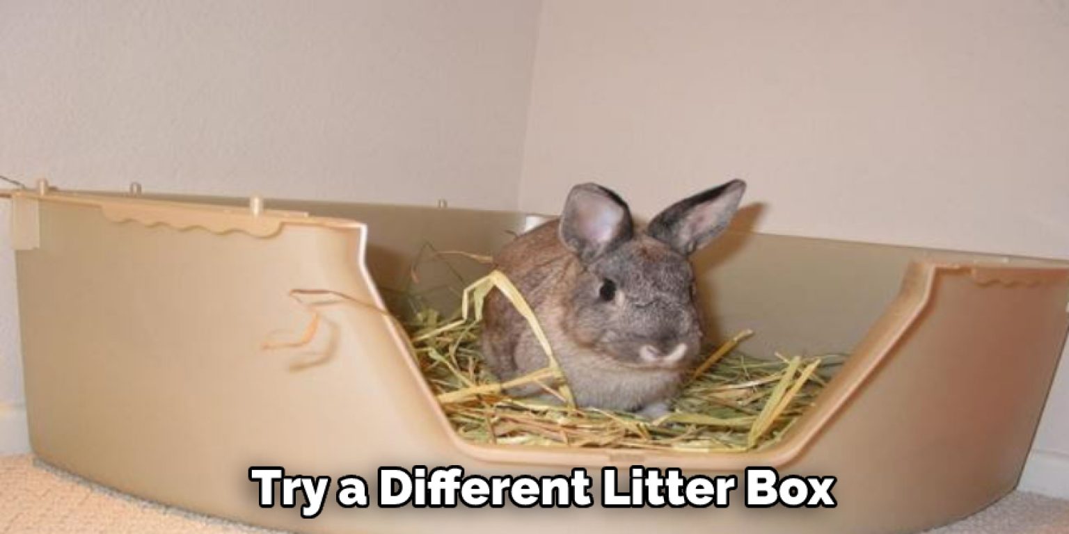 How to Stop Rabbit From Digging in Litter Box Explained in 09 Steps
