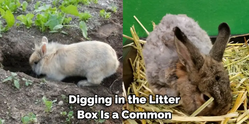 Digging in the Litter Box Is a Common