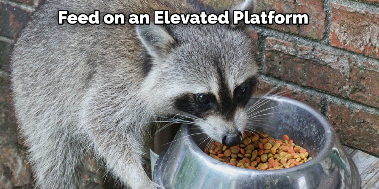 How To Keep Raccoons Away From Feral Cat Food Explained In 11 Steps