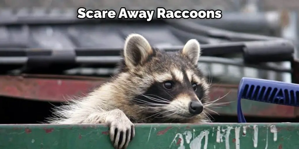 Scare Away Raccoons