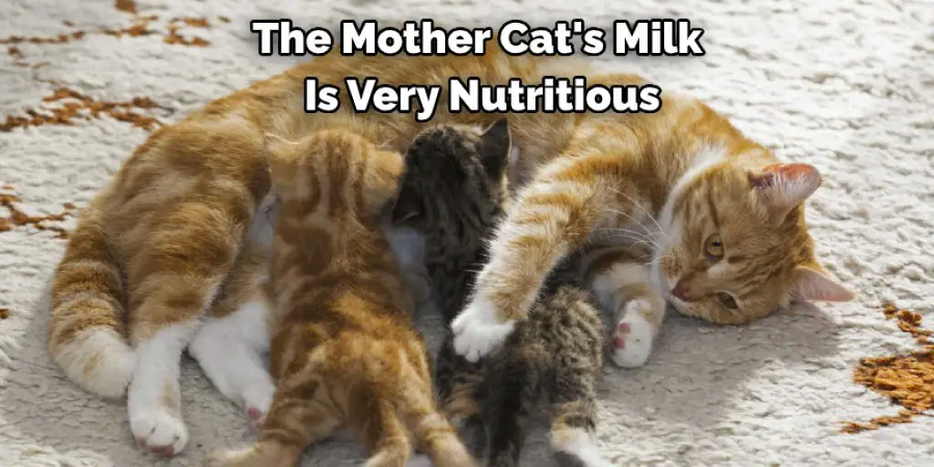 The Mother Cat's Milk  Is Very Nutritious