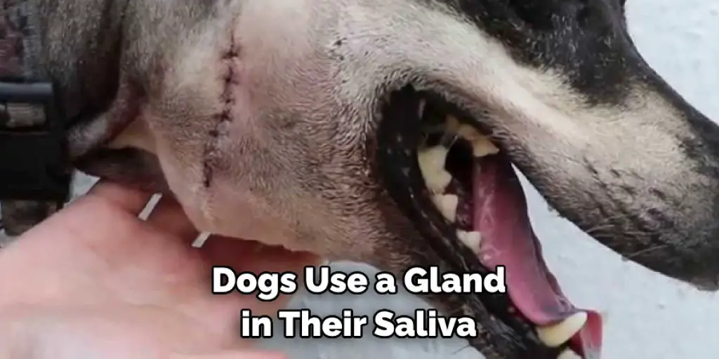 Dogs Use a Gland in Their Saliva 