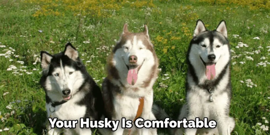  Your Husky Is Comfortable 