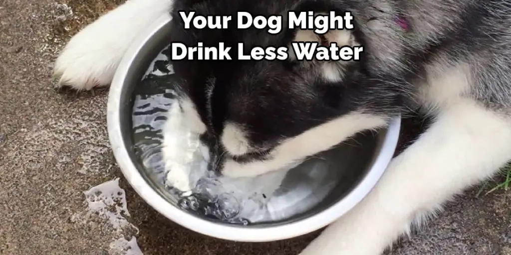  Your Dog Might Drink Less Water