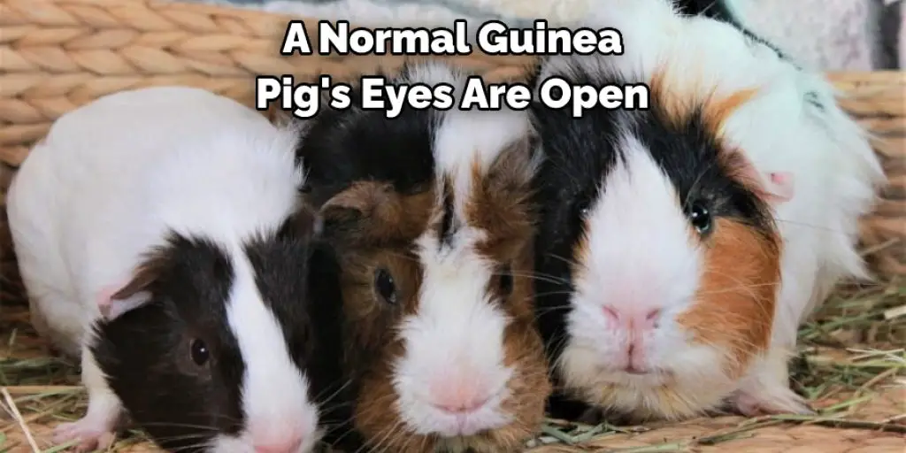 A Normal Guinea Pig's Eyes Are Open 