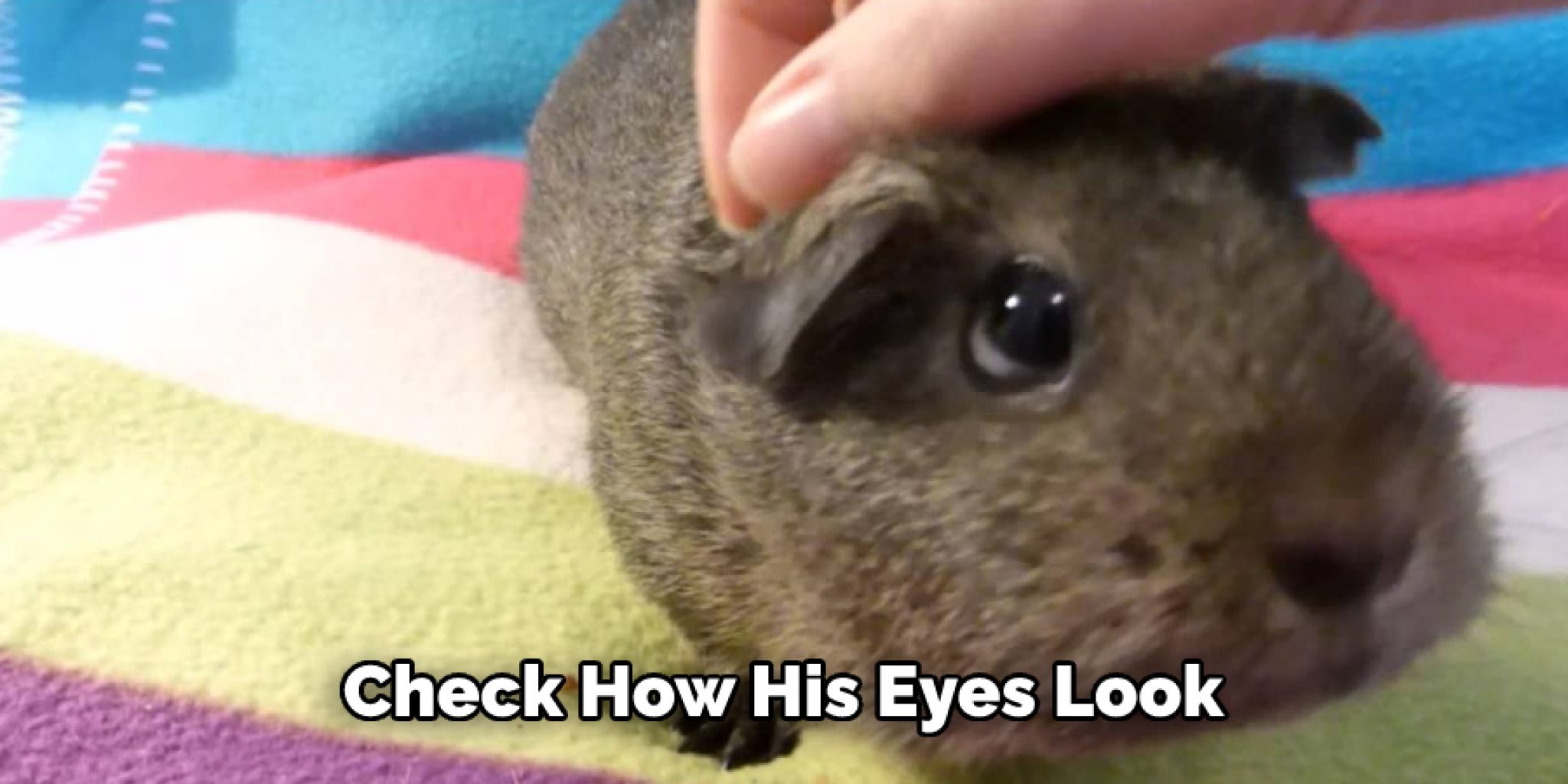 How to Tell if a Guinea Pig Is Blind 06 Steps Instructions