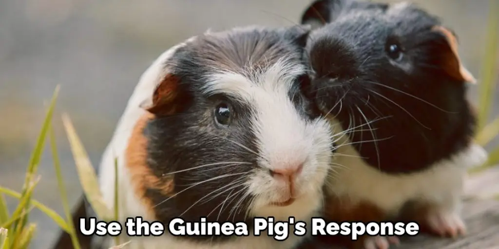 Use the Guinea Pig's Response 