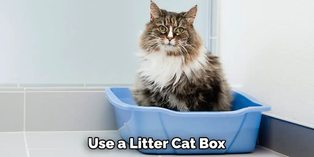 Use a Litter Cat Box
