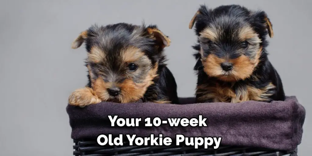 Your 10-week Old Yorkie Puppy