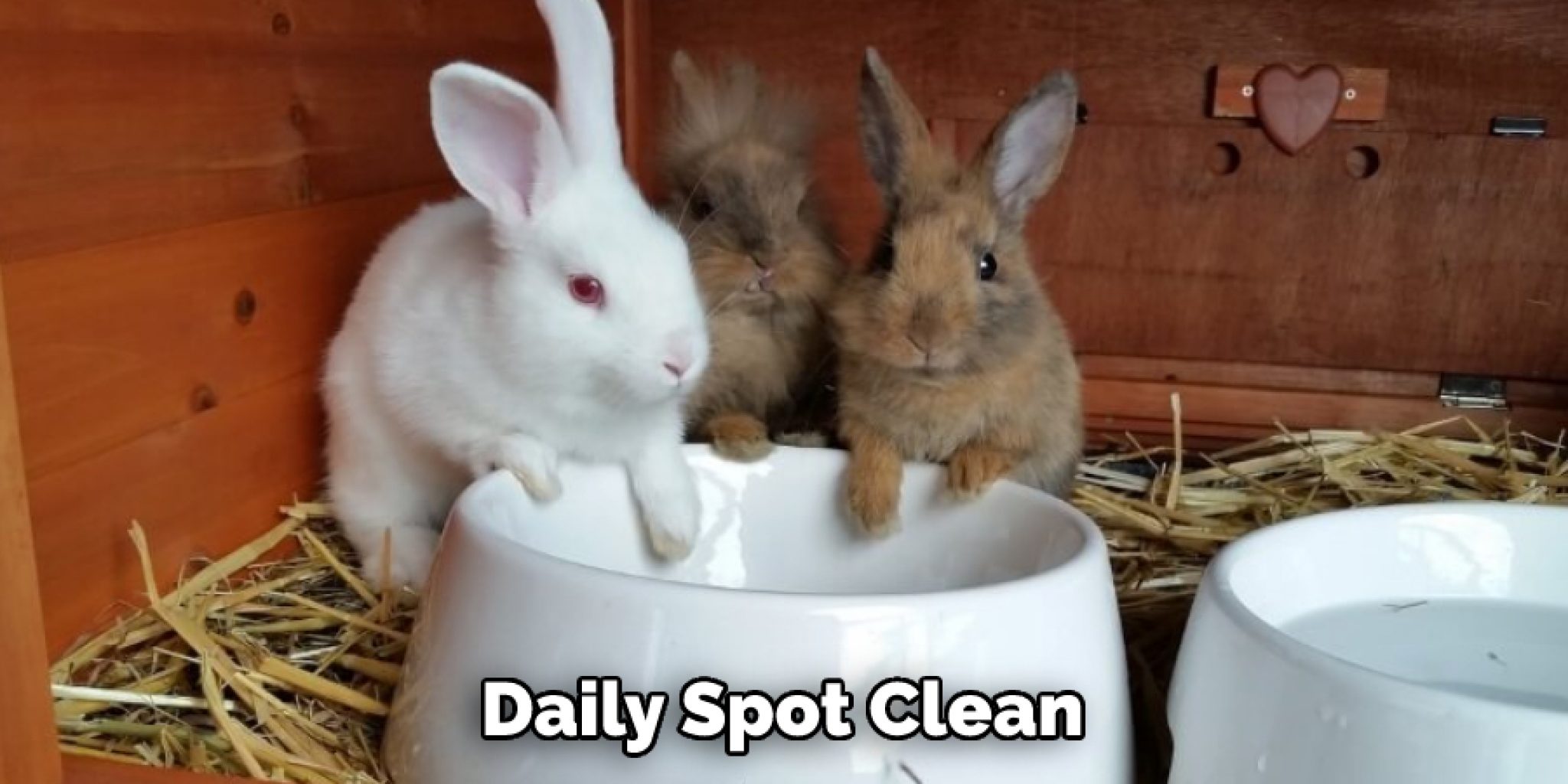 How to Keep Rabbit Cage From Smelling Explained in 10 Steps