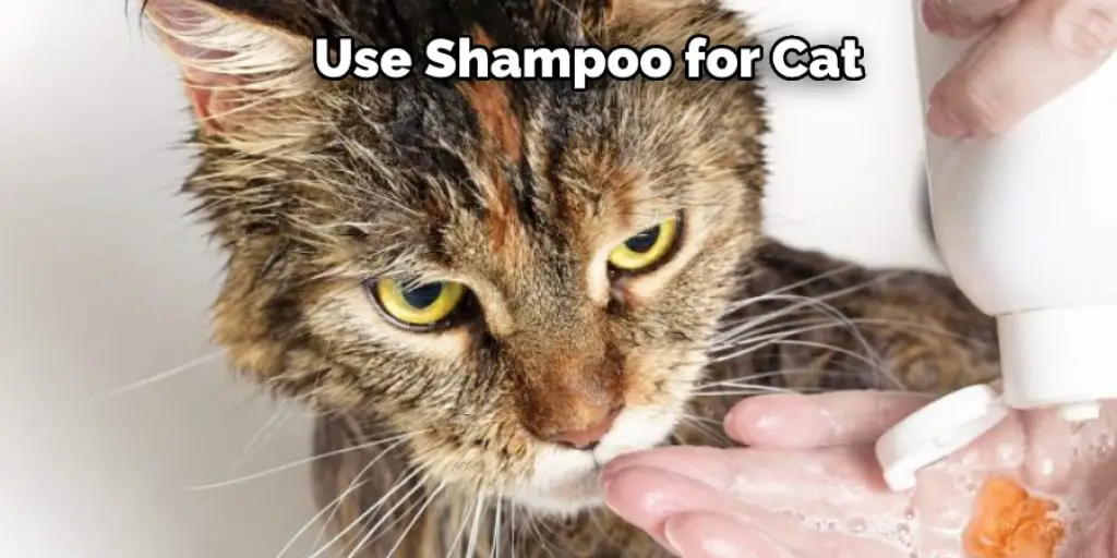 Use Shampoo for Cat