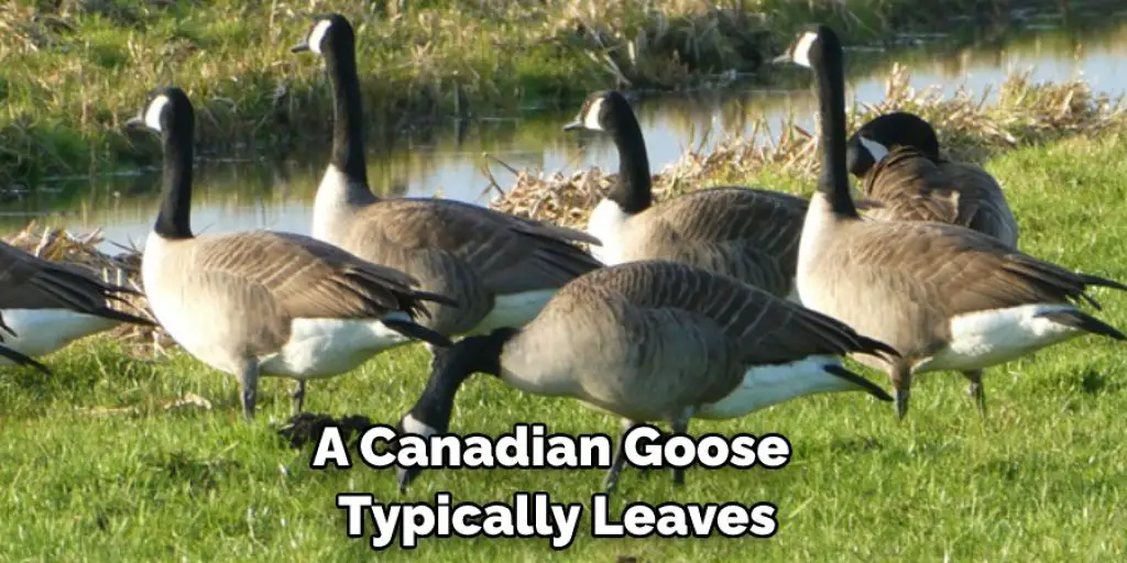 A Canadian Goose  Typically Leaves