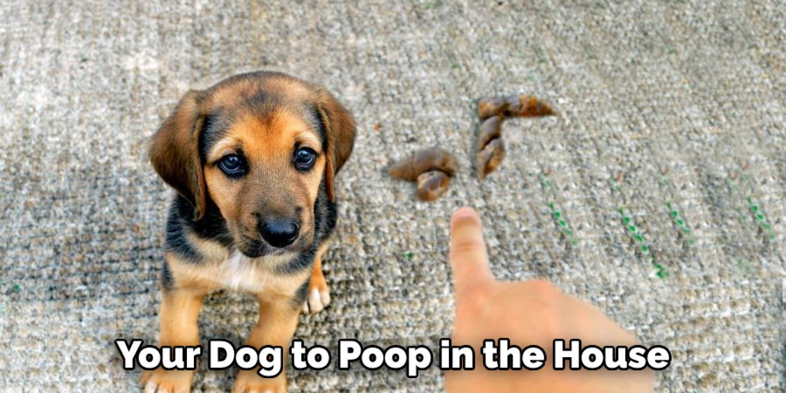 How to Stop Dogs Pooping at Night Described in 07 Steps