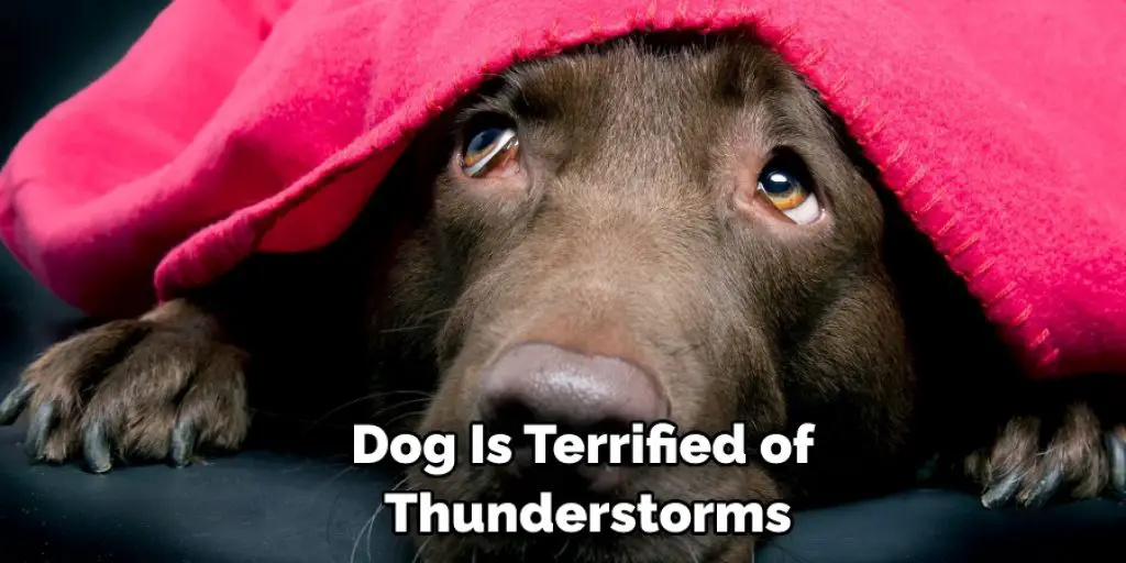 Dog Is Terrified of  Thunderstorms