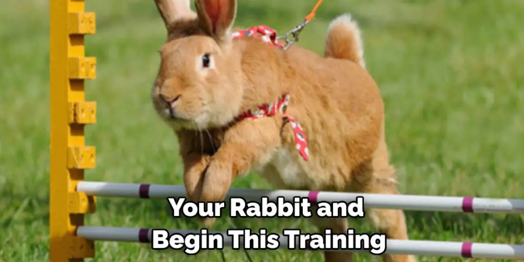 Your Rabbit and Begin This Training