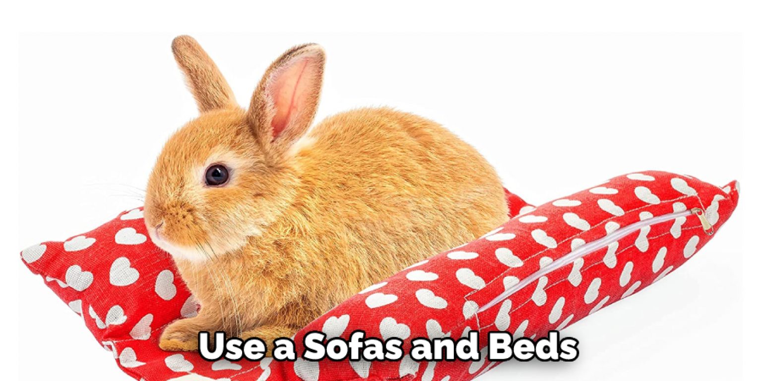 How to Stop Rabbit Pooping Everywhere Described in 07 Steps