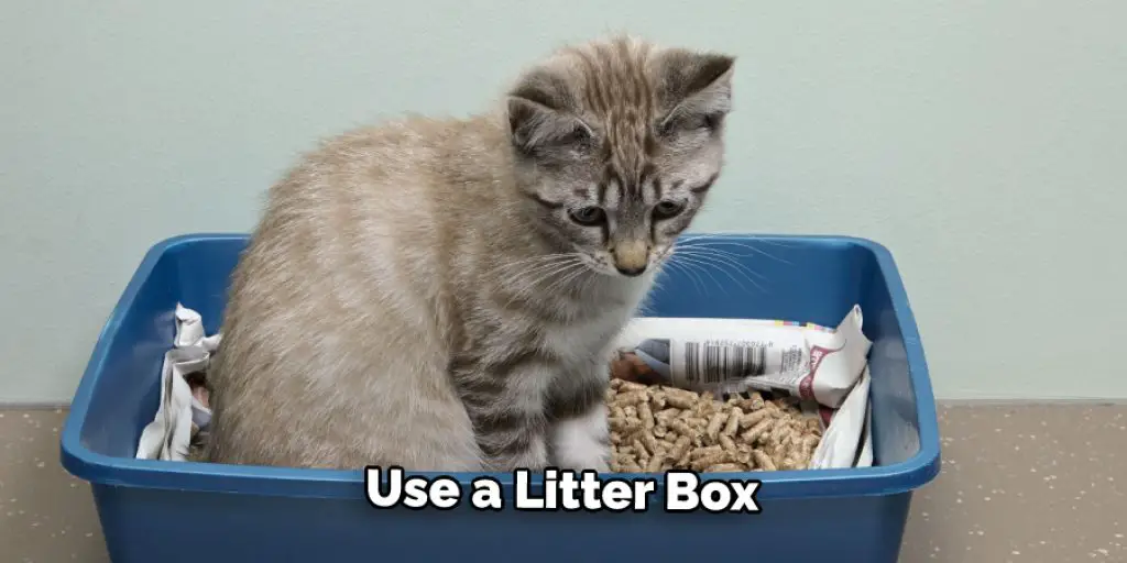 Use a Litter Box