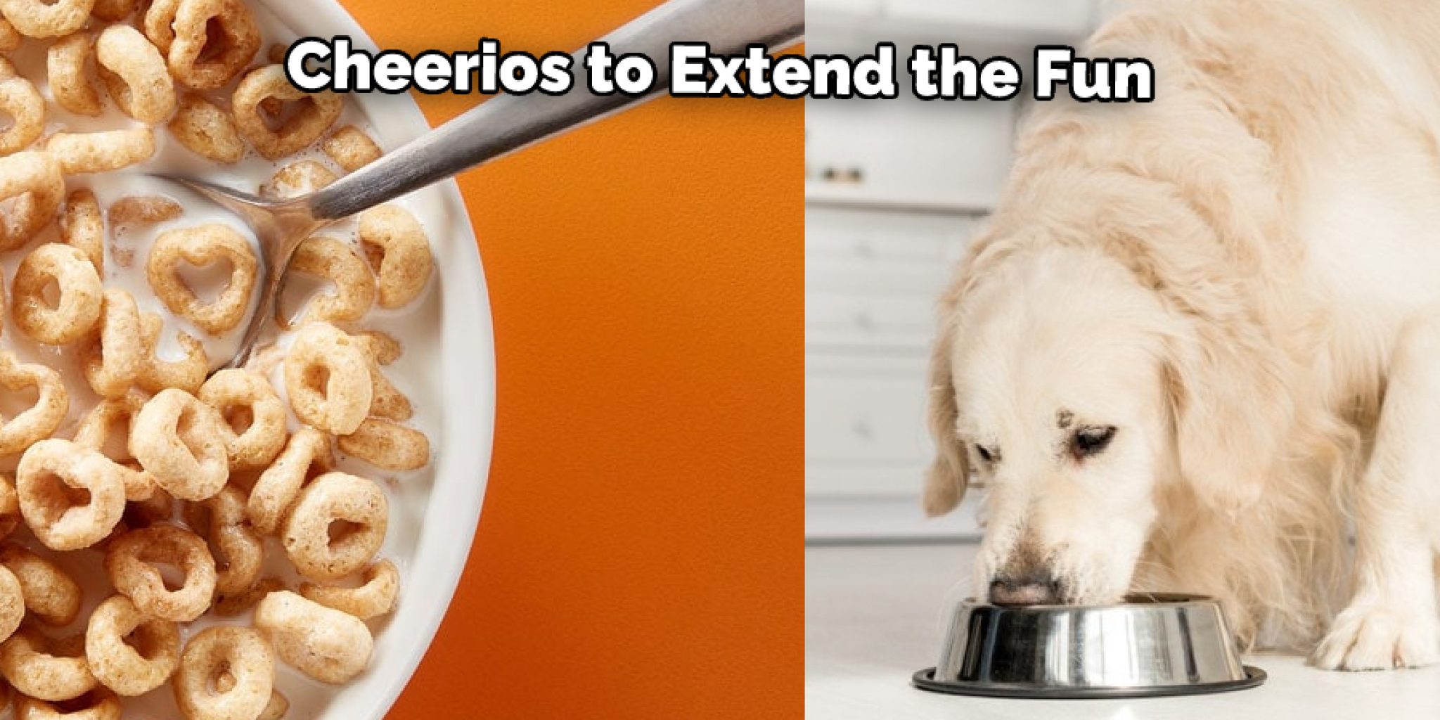 How Do Dogs Get Food out Of Kong Explained in 14 Steps