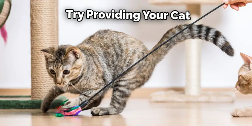 Try Providing Your Cat 