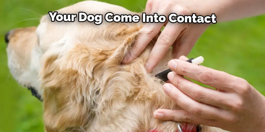 Your Dog Come Into Contact 