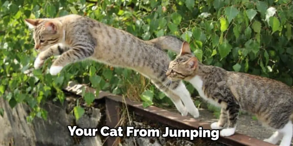 Your Cat From Jumping
