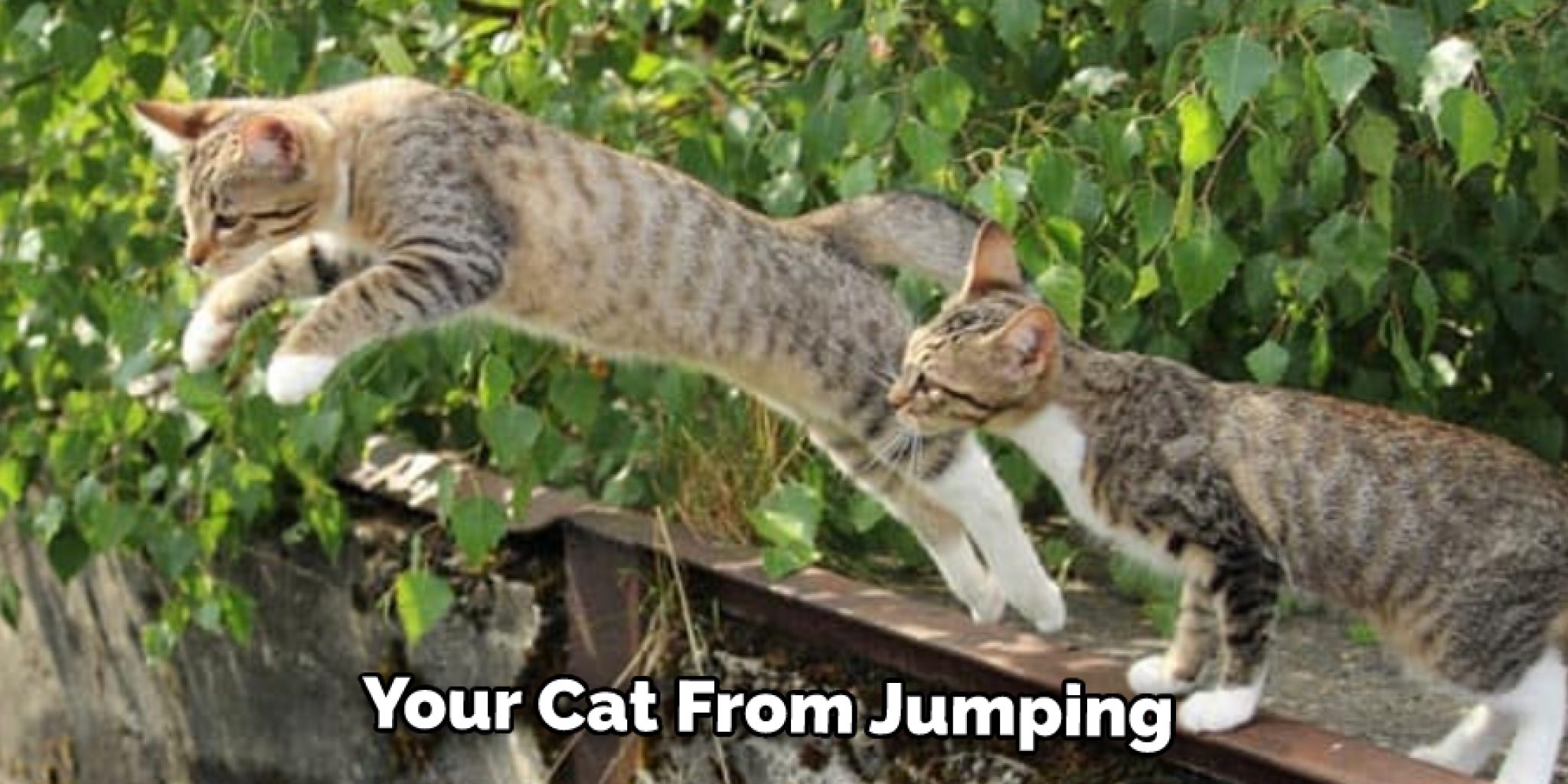How to Keep Cat from Jumping Over Gate Described in 08 Steps