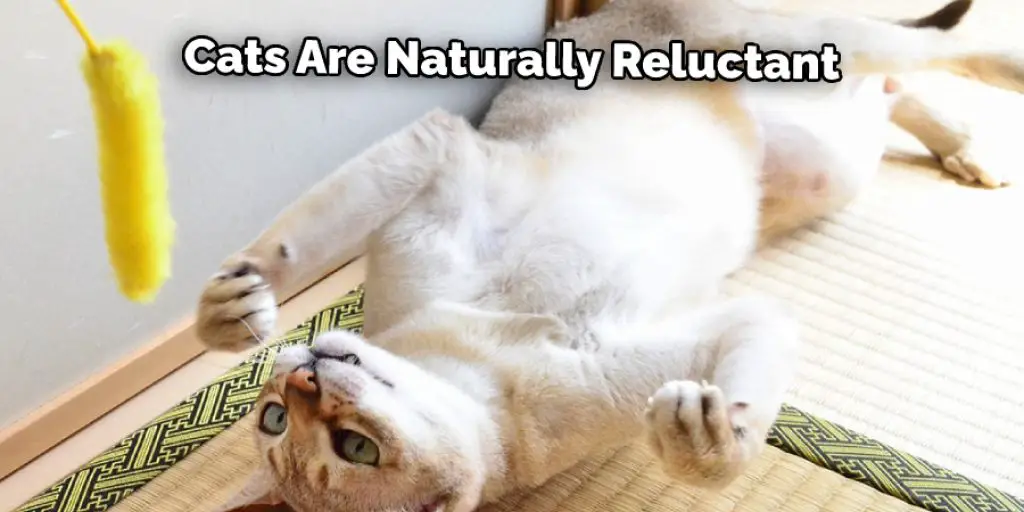 Cats Are Naturally Reluctant