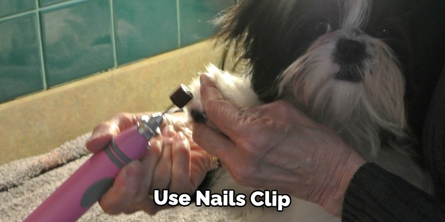 Picture of How to Cut Shih Tzu Nails | Explained in 09 Steps