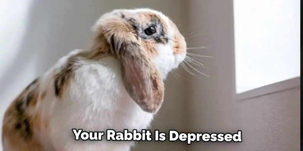 Your Rabbit Is Depressed