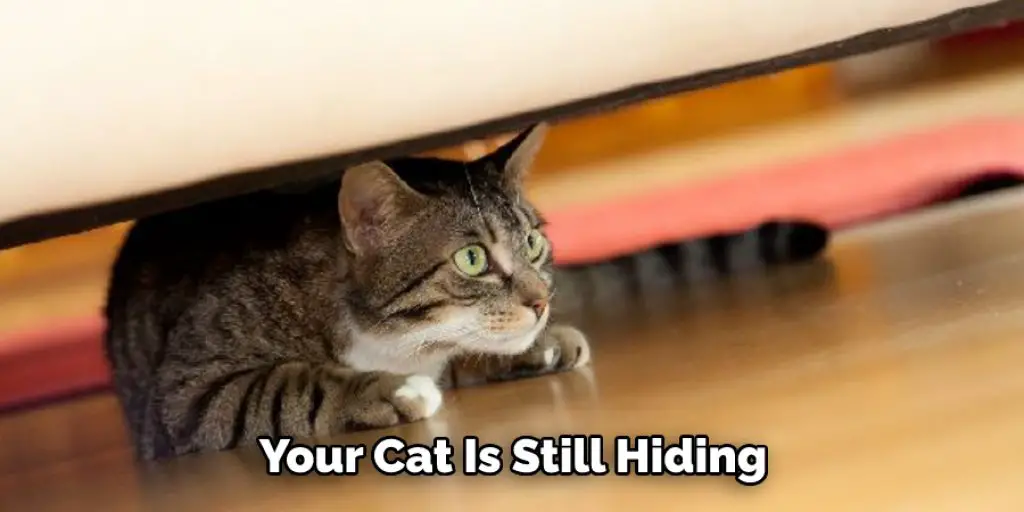 Your Cat Is Still Hiding
