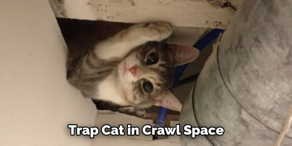  Trap Cat in Crawl Space 