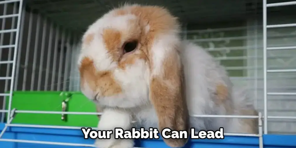 Your Rabbit Can Lead 