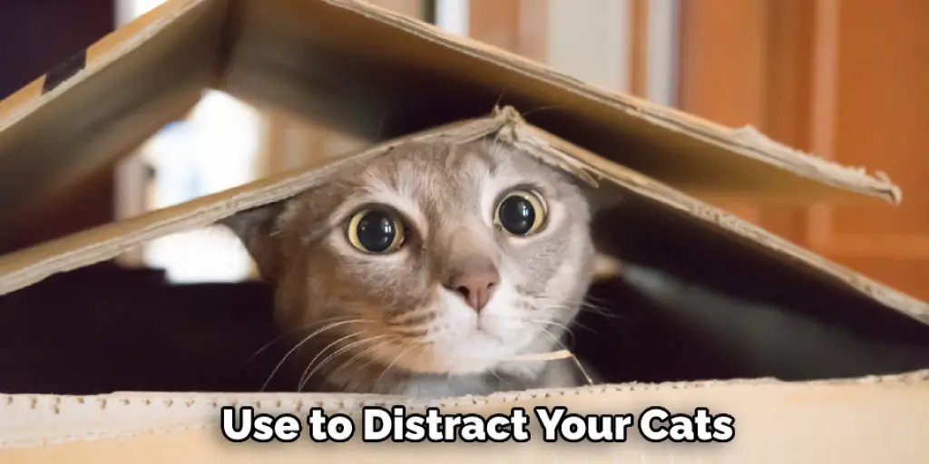  Use to Distract Your Cats