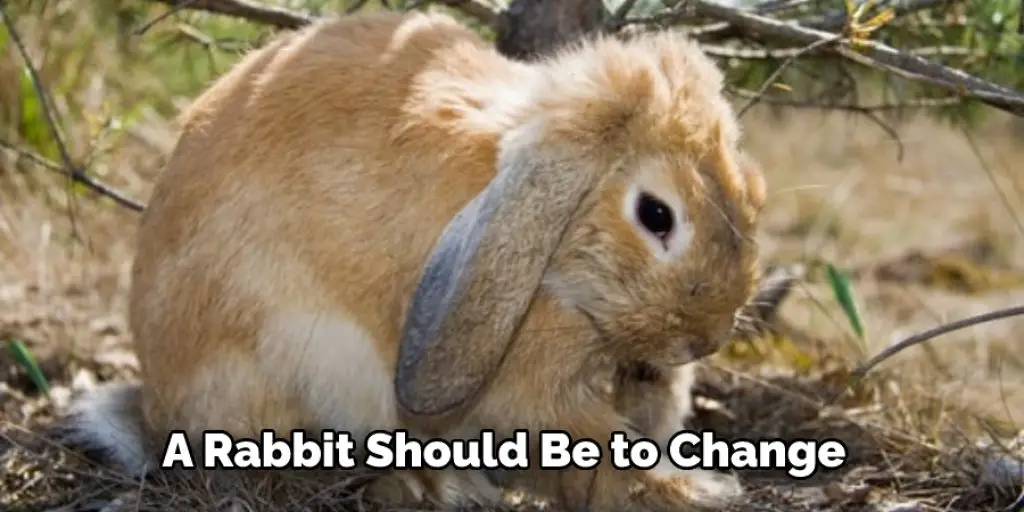 A Rabbit Should Be to Change