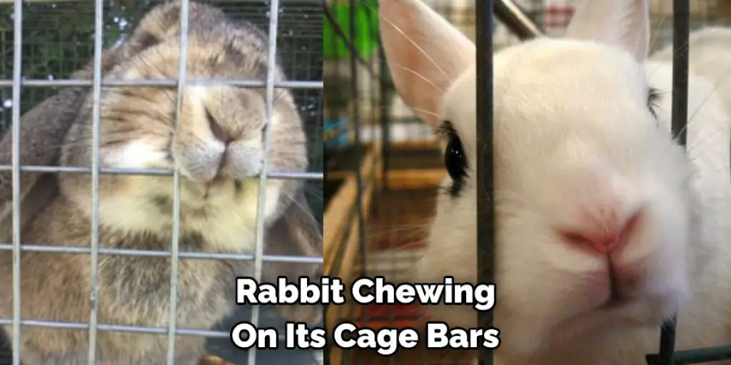  Rabbit Chewing  On Its Cage Bars